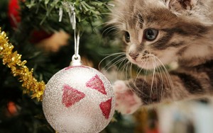  Christmas Cat fond d’écran
