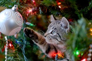  Christmas Cat 🐱🎄