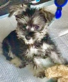My miniature Schnauzer, Adora - dogs photo