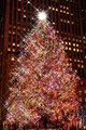The Magic of Christmas Trees 🎄 - christmas photo