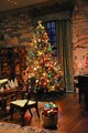The Magic of Christmas Trees 🎄 - christmas photo