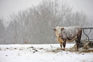  Winter on the farm ❄️