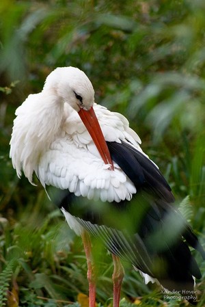 beautiful stork 🐦