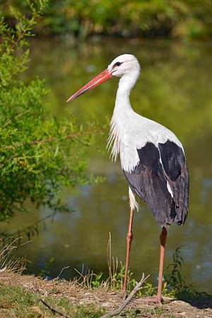  beautiful upeh, stork 🐦