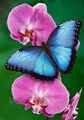 pretty butterfly🦋 - butterflies photo