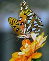 pretty butterfly🦋 - butterflies photo