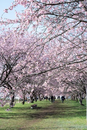  вишня Blossom in Япония