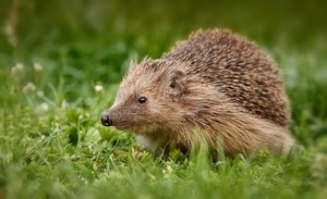  Hedgehog
