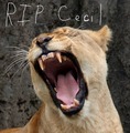 RIP Cecil - lions photo