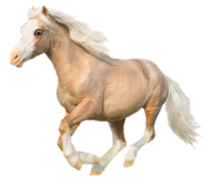 pony welsh, cavallino di lingua gallese
