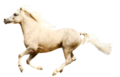 Welsh Pony - horses photo