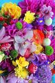 beautiful flowers🌹💐🌸 - flowers photo