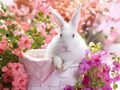 bunny cuties 🥚🌸🐇🥕 - animals photo