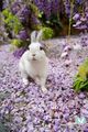 bunny cuties 🥚🌸🐇🥕 - animals photo