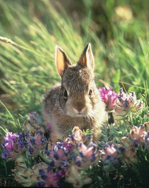 bunny cuties 🥚🌸🐇🥕