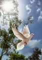 Beautiful Doves 🌹 - doves photo