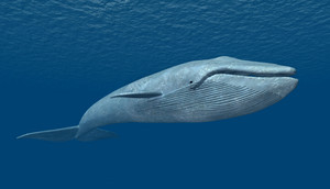  Blue Whales