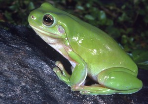  Green дерево Frog