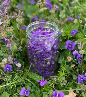 How to Make a Wild Violet Tea Recipe