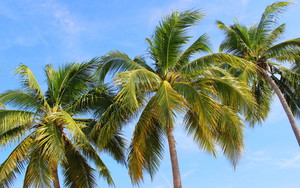  Palm trees 🌴