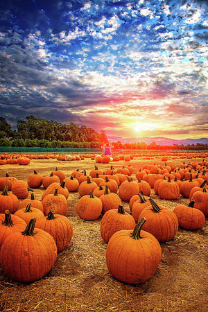  かぼちゃ, カボチャ sunset