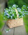 beautiful flowers🌹 - flowers photo