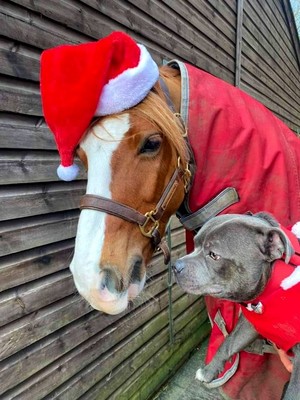  ❄️🐕 クリスマス Time on the Farm🐎