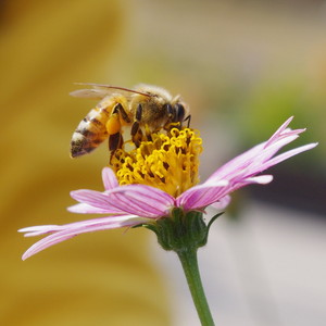  Bee