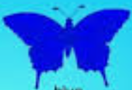  Blue vlinder