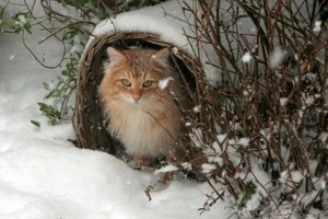  gatos In Snow ☃️