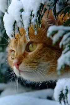  बिल्ली In Snow ☃️