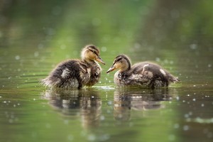  Ducklings