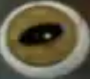Gold Eyeball