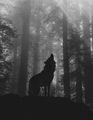 Midnight Howl - wolves photo