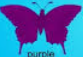  Purple borboleta