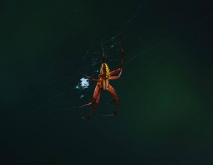  Shasta River 거미