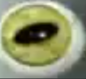  Yellow Eyeball