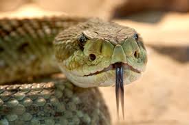  A Snake