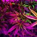 Cannabis - marijuana icon