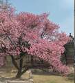 Cherry Blossom - daydreaming photo