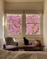 Cherry Blossom - daydreaming photo