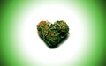jlhfan624 - Marijuana wallpaper