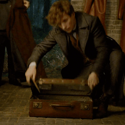  Newt/Tina Gif - The Crimes Of Grindelwald