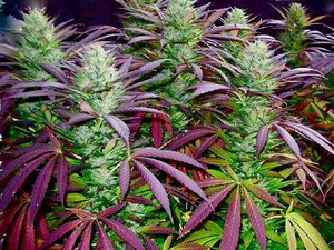  Purple Cannabis