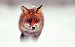  Red vos, fox