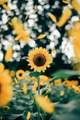 Sunflowers - daydreaming photo
