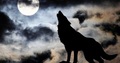 Under The Moon - wolves fan art