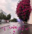 Pink Tree - daydreaming photo
