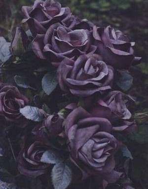  Purple bunga 💜
