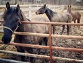 Rowdy, Peanut and Skeezer🐎 - horses photo